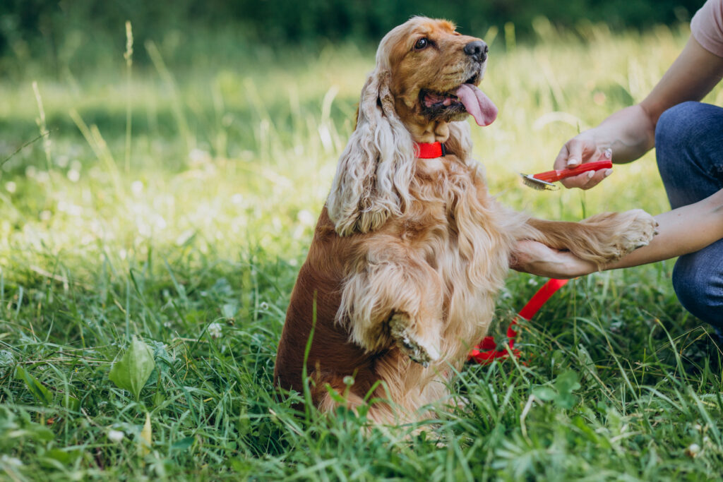 can dogs eat spinach